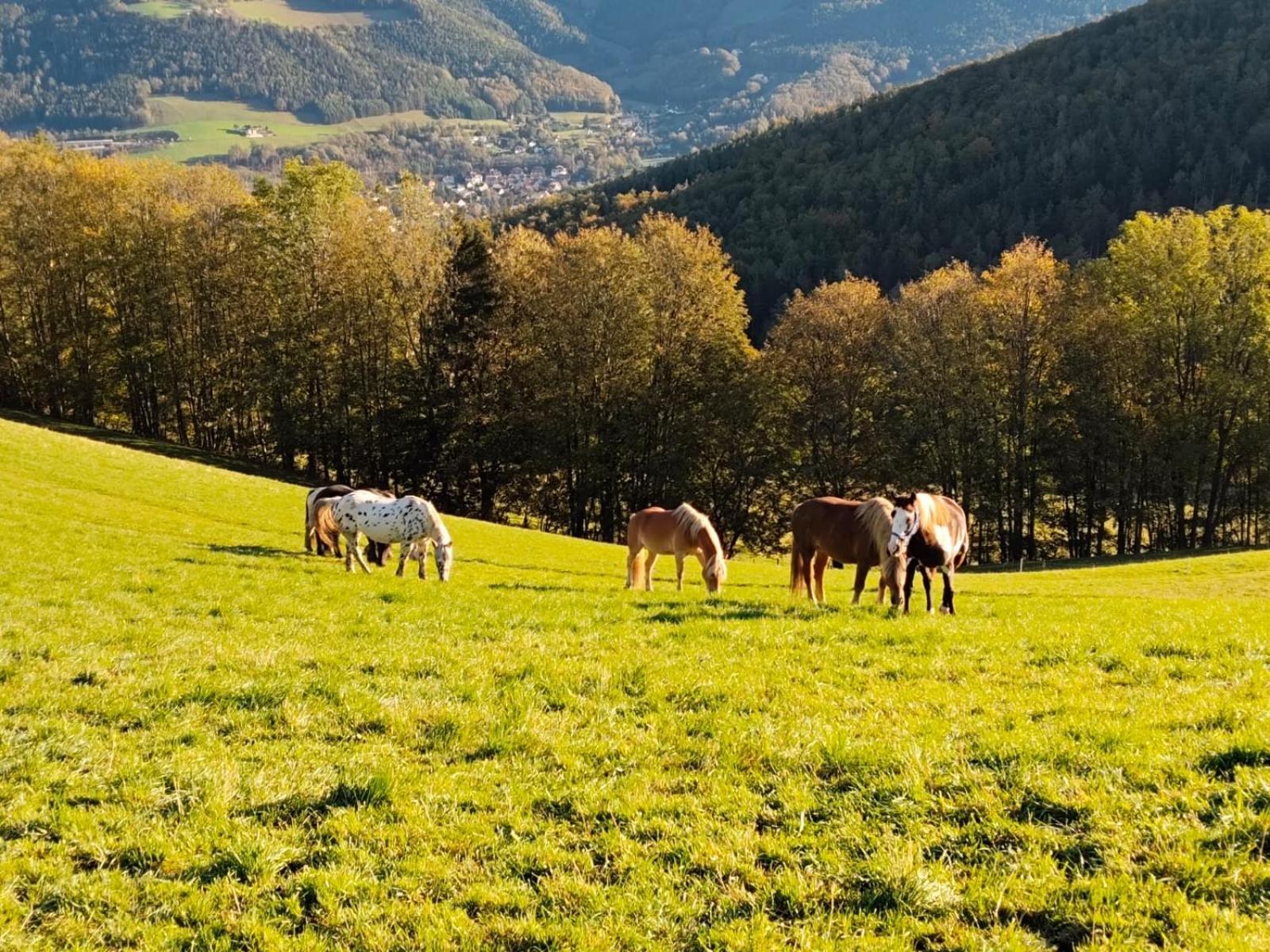 Miniferienwohnung Fuer Unkompliziertes Naturliebhaberpaerchen Payerbach Exteriér fotografie